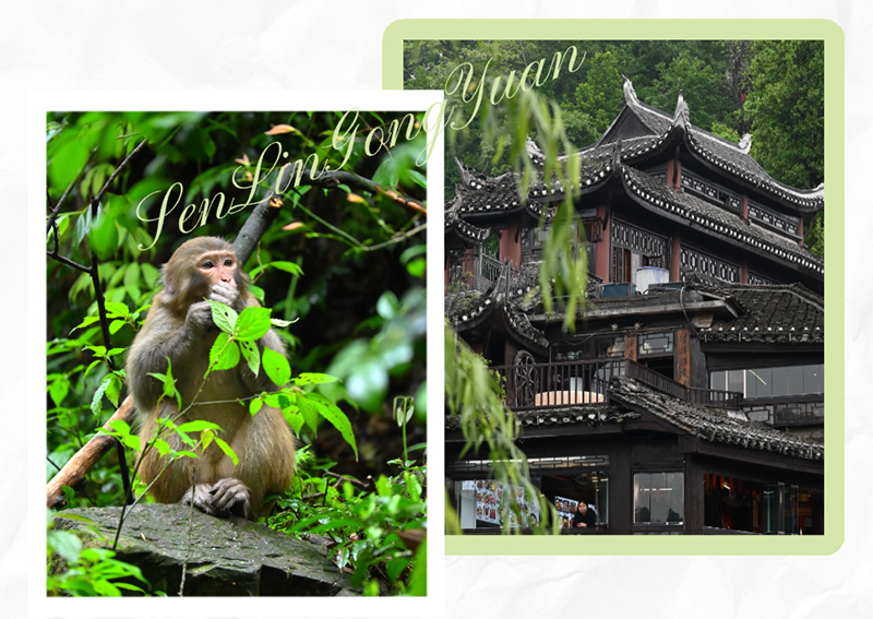 國家森林公園 國家森林公園